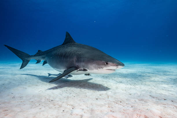 istock A Tigershark in Bahamas 1397515541