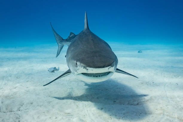 istock A Tigershark in Bahamas 1397515549