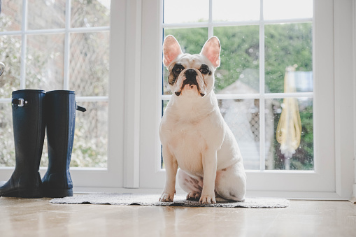 French Bulldog sitting by the door waiting next to wellington boots