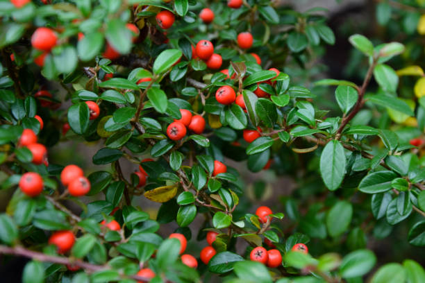 Cotoneaster dammeri plant. Cotoneaster radicans eichholz plant. Fresh foliage and berries. Garden, park or wild nature plant. Beautiful summer nature. stock photo