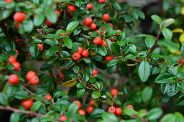 Photo of Cotoneaster dammeri plant. Cotoneaster radicans eichholz plant. Fresh foliage and berries. Garden, park or wild nature plant. Beautiful summer nature.