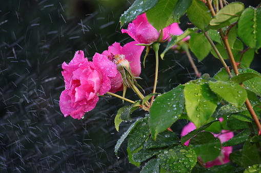 Watering a rose bush drops of water in the background Foreground leaves and roses