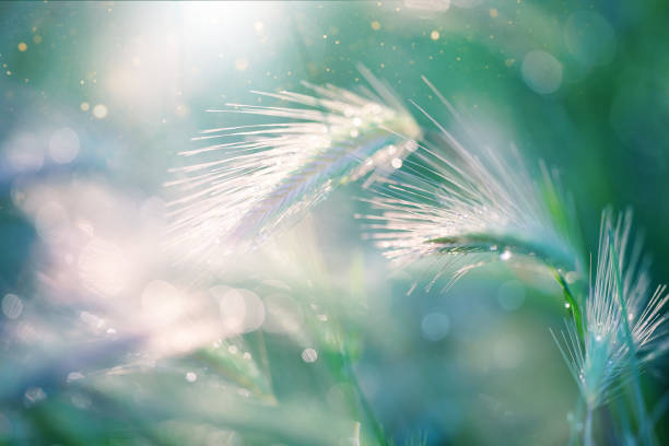 Morning light over the wildflowers. Summer background