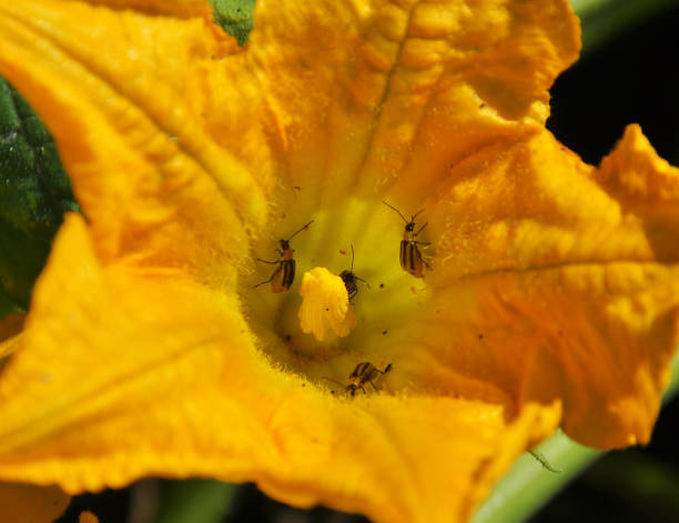 istock On a zucchini flower Western corn beetle 1397517404