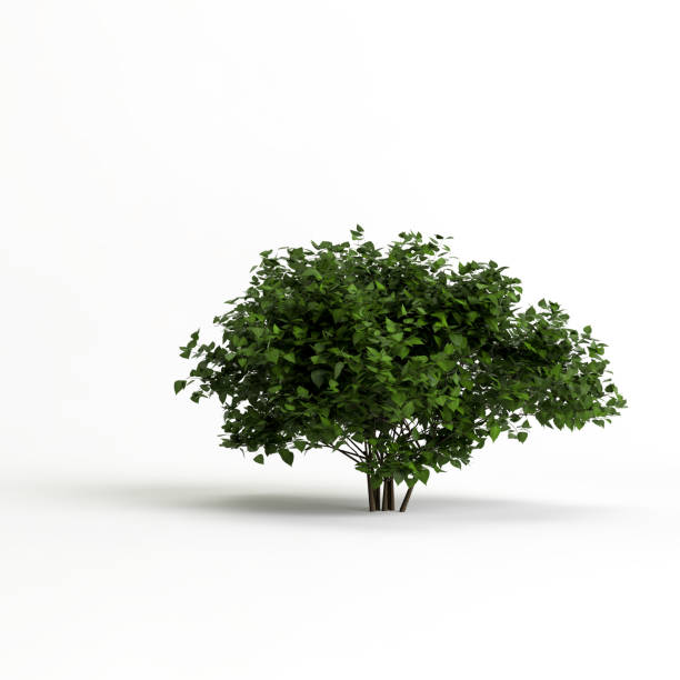 istock 3d illustration of bush isolated on white background 1397517529