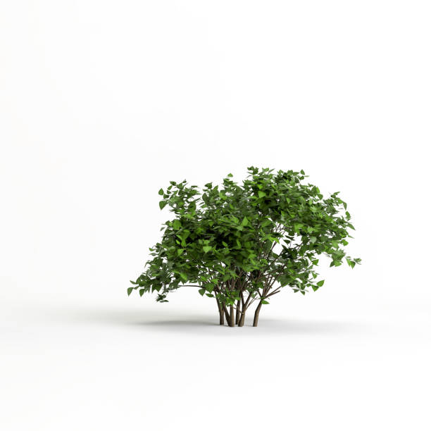 istock 3d illustration of bush isolated on white background 1397517536