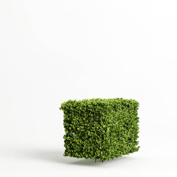 3d illustration of bush isolated on white background