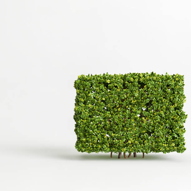 istock 3d illustration of bush isolated on white background 1397517552
