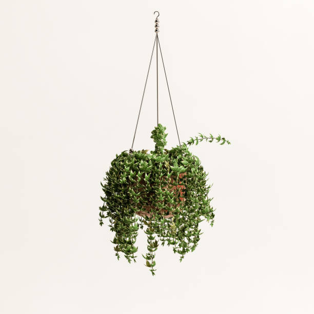 흰색 배경에 고립 된 교수형 식물의 3d 그림 - hanging basket 뉴스 사진 이미지