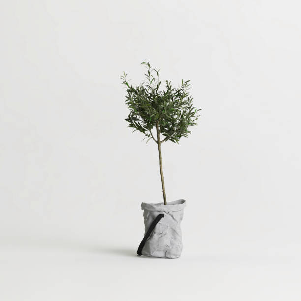istock 3d illustration of houseplants isolated on white background 1397517830