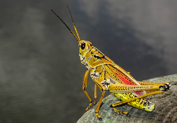 Cricket Fishing? stock photo