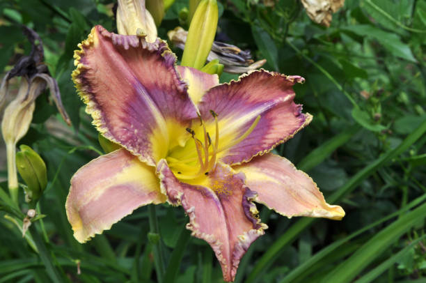 istock Lilies bloom in the garden 1397518654