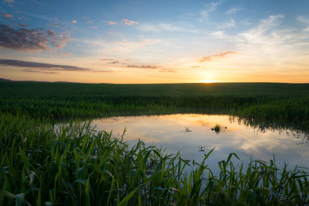 istock Spring Landscape with Wheat Field and Clouds 1397518661