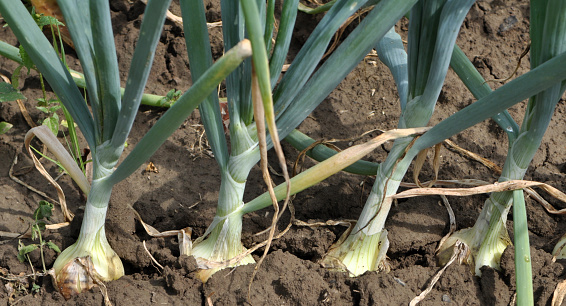 Onions are grown in open organic soil