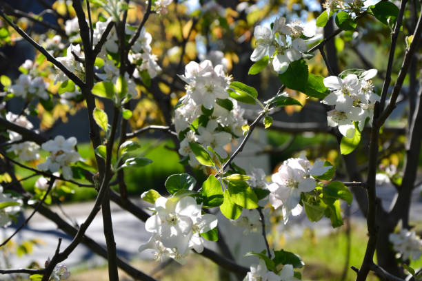 istock Apple tree blossom. Spring fruit tree blooming. Apple flowers background. Young spring nature photo. 1397518776