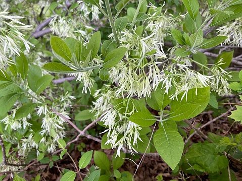 White Fringe Tree