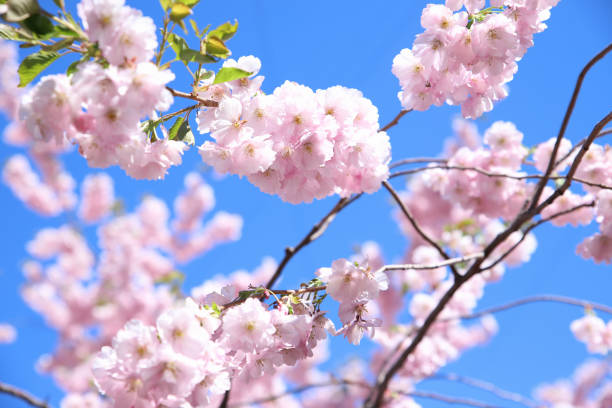 istock Pink sakura blossom on blue sky. Beautiful flower background texture, spring time. 1397518824