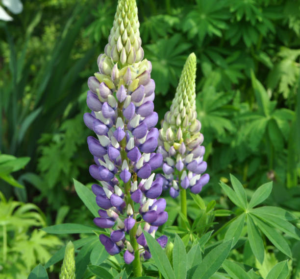 istock Lupine blooms in the spring garden 1397518877