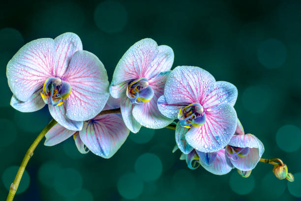 istock Blue Orchid flowers with dew drops with space for copy 1397519009