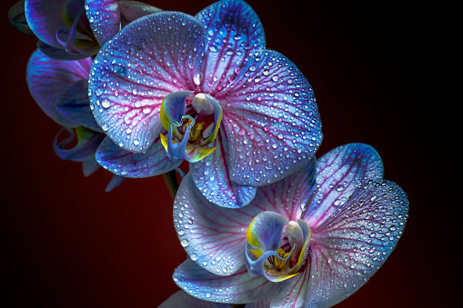 Close-up of beautiful Orchid flowers with water drops. Space for copy.