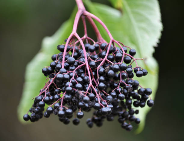 istock The elderberry ripens in nature 1397519044