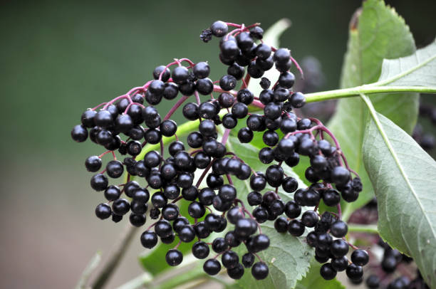 istock The elderberry ripens in nature 1397519055