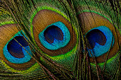 Peacock feathers close-up