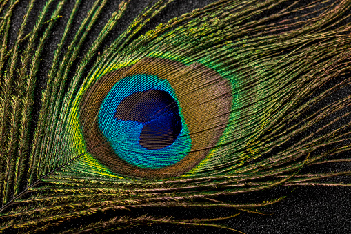 Close-up of a beautiful peacock feather.