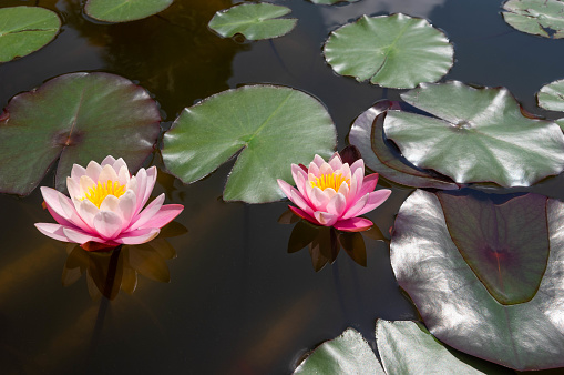 Two beautiful pink water lilies reflecting sun on a water surface, close-up view of a pond and leaves in the background