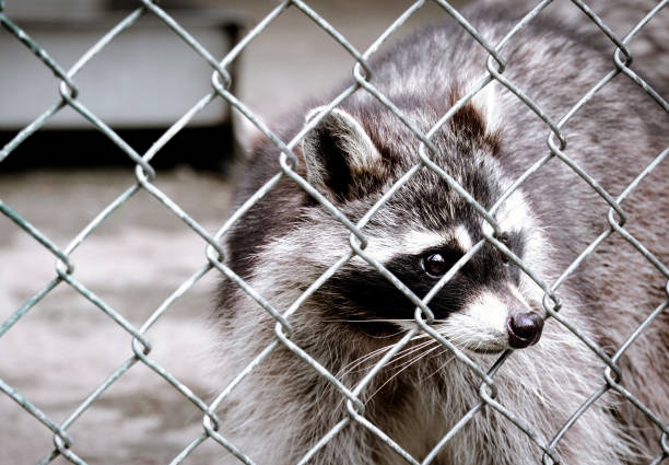 Sad raccoon looks through metal net.