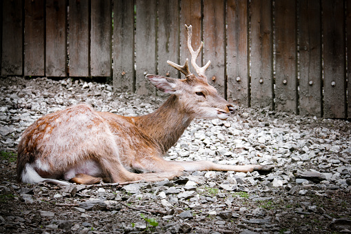 Portrait of  young roe deer lying on ground. Animal theme.