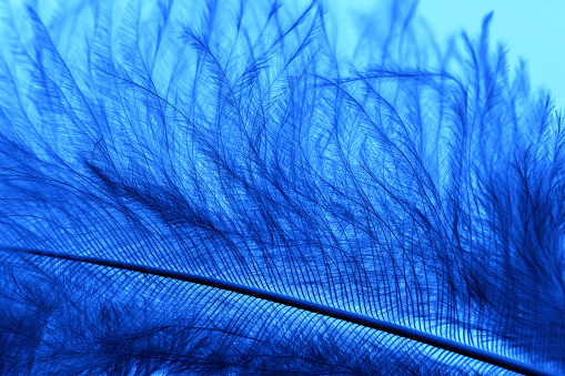 Extreme close-up of a blue feather on a light blue background.