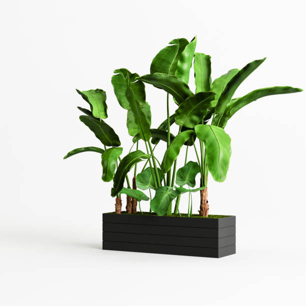istock 3d illustration of a tree black pot isolated on white background 1397520036