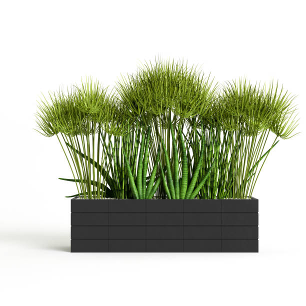 istock 3d illustration of a tree black pot isolated on white background 1397520062