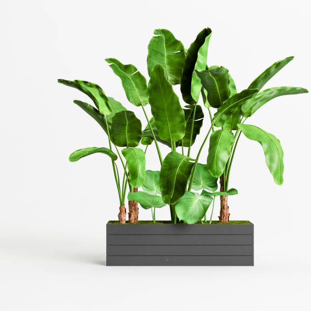 istock 3d illustration of a tree black pot isolated on white background 1397520129