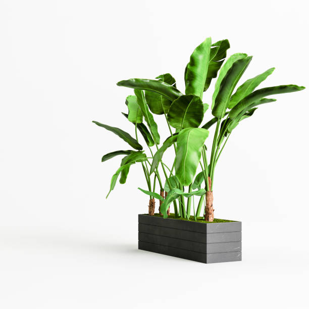 istock 3d illustration of a tree black pot isolated on white background 1397520131