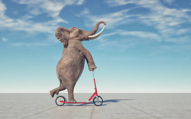 elephant riding a scooter. - bizar stockfoto's en -beelden