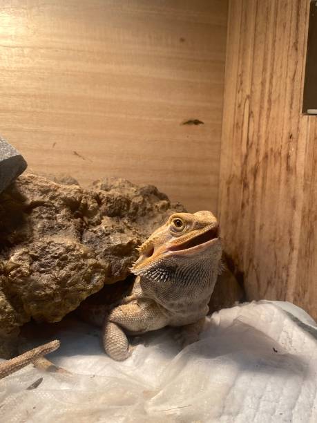 istock Pet Bearded Dragon Close up 1397520327
