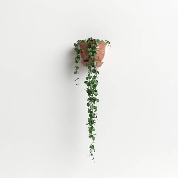 istock 3d illustration  wall potted plant isolated on white background 1397520625