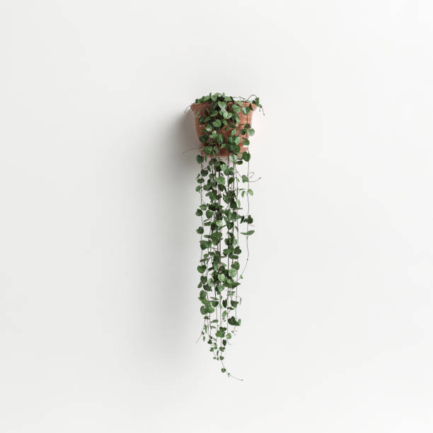 istock 3d illustration  wall potted plant isolated on white background 1397520695