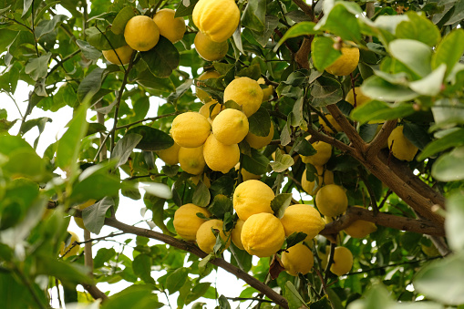 Yellow citrus lemon fruits and green leaves. Citrus Limon tree, close up. Bunch of fresh ripe lemons on a lemon tree branch in sunny garden. Close-up of lemons hanging from a tree in a lemon grove.
