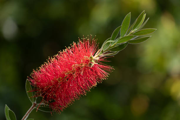 istock Callistemon Citrinus Red Bottlebrush Flower 1397521522