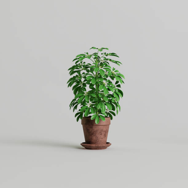 istock 3d illustration of houseplants isolated on white background 1397522024