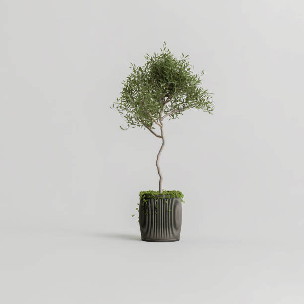 istock 3d illustration of houseplants isolated on white background 1397522083