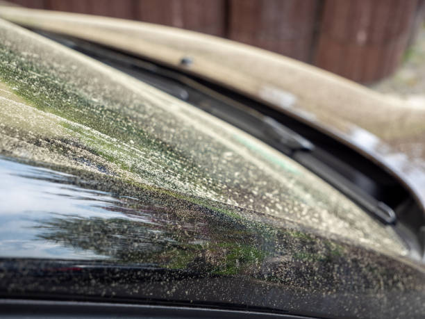 istock Yellow pollen on a car window 1397522114