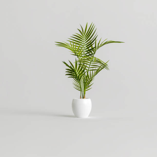 istock 3d illustration of ceramic houseplants isolated on white background 1397522651