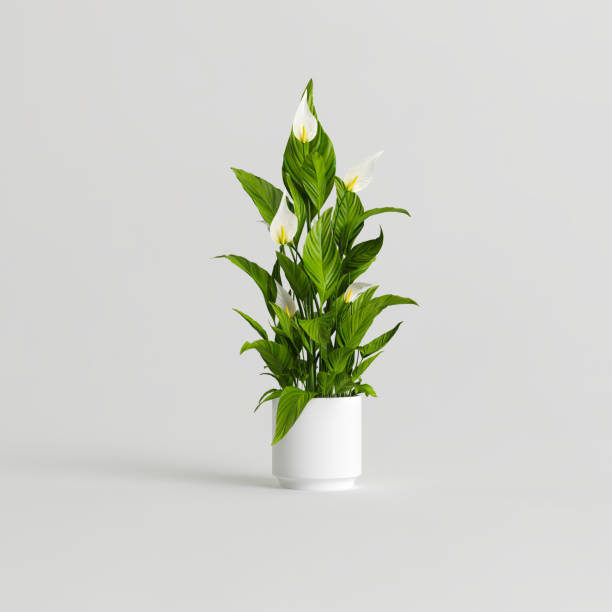 istock 3d illustration of ceramic houseplants isolated on white background 1397522652