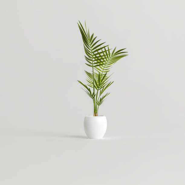 istock 3d illustration of ceramic houseplants isolated on white background 1397522698