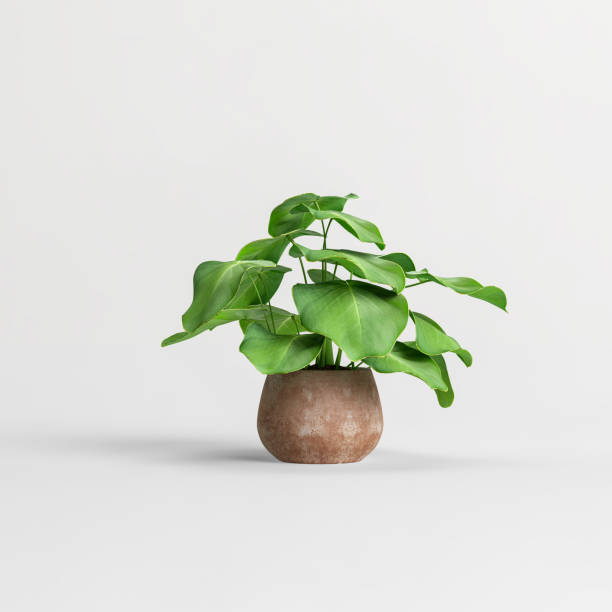 istock 3d illustration of houseplants isolated on white background 1397522701