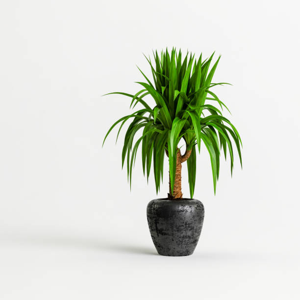 白い背景に隔離された黒い観葉植物の3dイラスト - yucca ストックフォトと画像